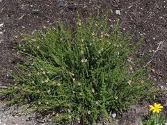 Jamesbrittenia albomarginata