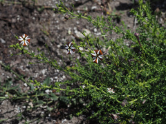 Jamesbrittenia albomarginata