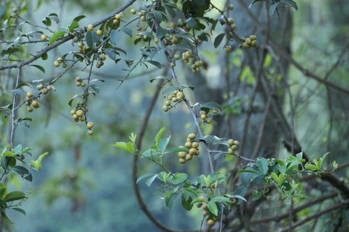 orange climber (Zanthoxylum asiaticum)