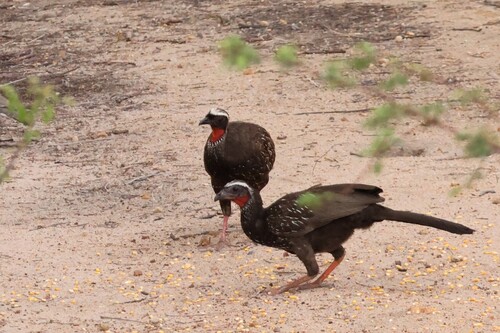 White-browed Guan (Penelope jacucaca)