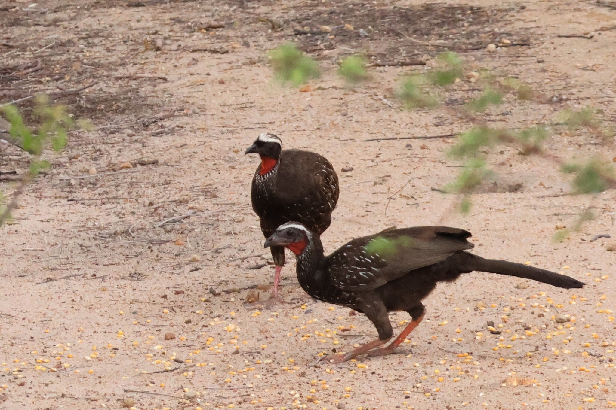 White-browed Guan (Penelope jacucaca), photo 1