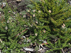 Jamesbrittenia albomarginata
