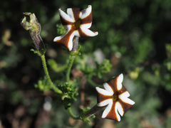 Jamesbrittenia albomarginata