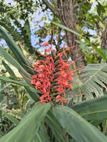 Hedychium coccineum (Hedychium coccineum)