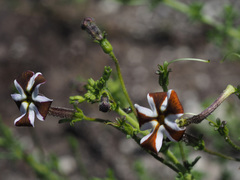 Jamesbrittenia albomarginata