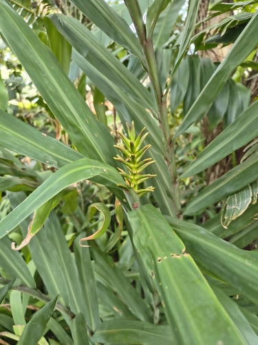 Hedychium coccineum, photograph 2