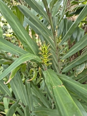 Hedychium coccineum, photograph (c) Eli, some rights reserved (CC BY)