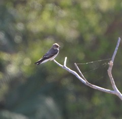 Stelgidopteryx serripennis