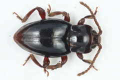 Lycoperdina bovistae