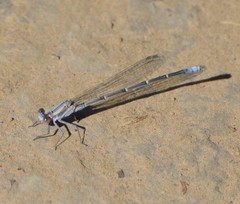 Argia moesta