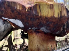 Boletus barragensis