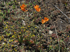 Tritonia deusta miniata