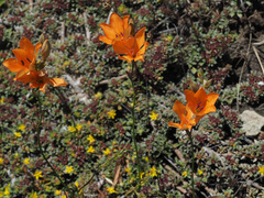 Tritonia deusta miniata