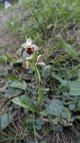 Levant Orchid (Ophrys levantina)