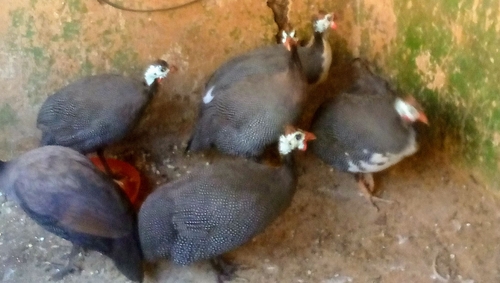 Helmeted Guineafowl