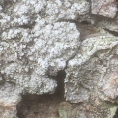 Pertusaria amarescens