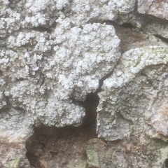 Pertusaria amarescens