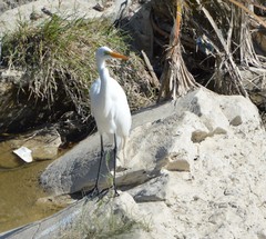 Ardea alba
