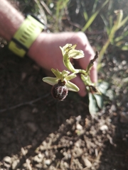 Ophrys sphegodes massiliensis