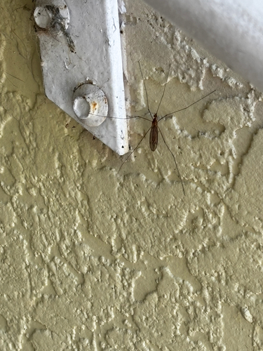 Unknown species found near Ibis Reserve Cir, West Palm Beach, FL, US