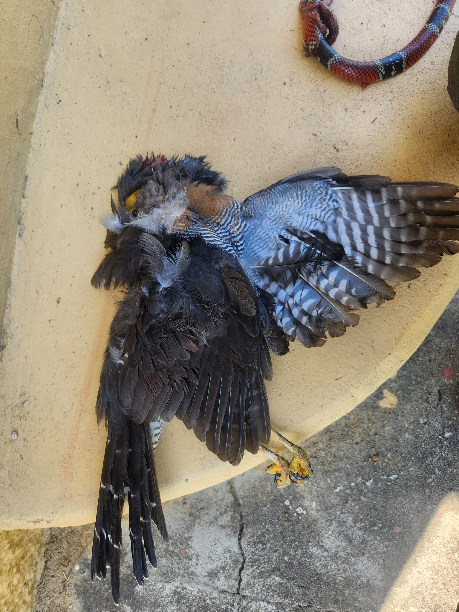 Barred Forest Falcon (Micrastur ruficollis), photo 4