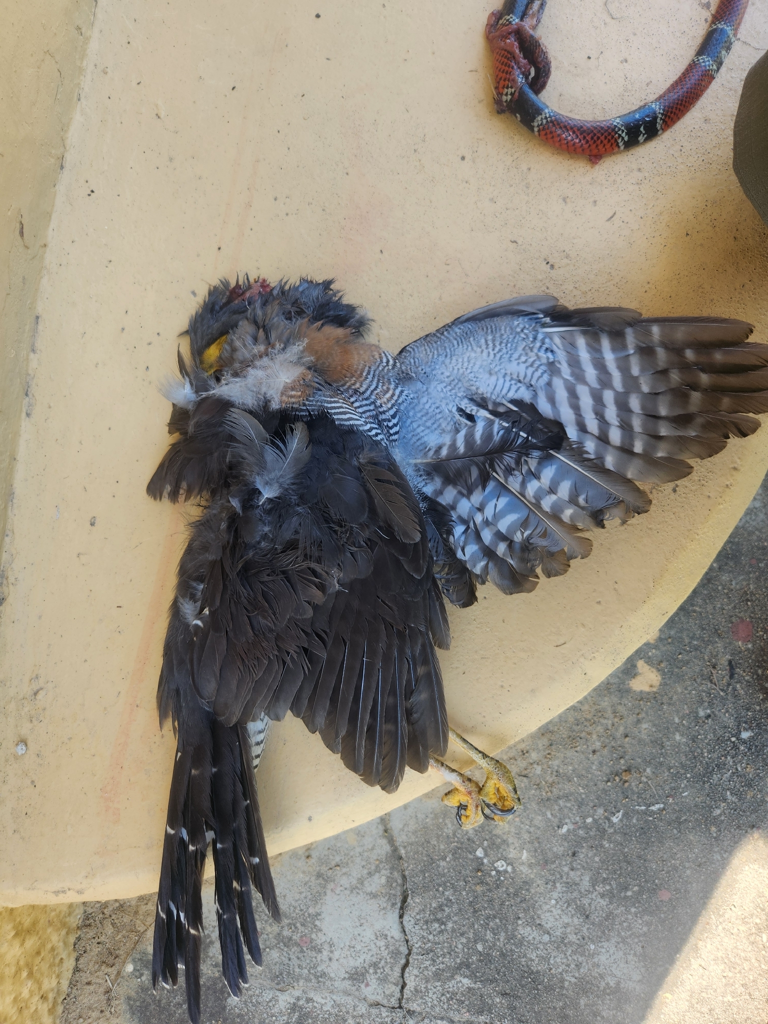 Barred Forest Falcon (Micrastur ruficollis), photo 5