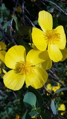 Dendromecon harfordii