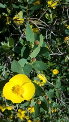 Dendromecon harfordii