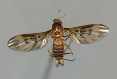 Sylvicola neozelandicus