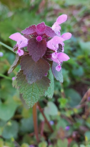 red deadnettle