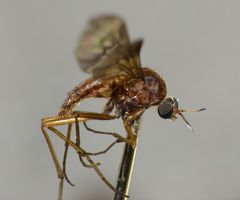 Sylvicola neozelandicus