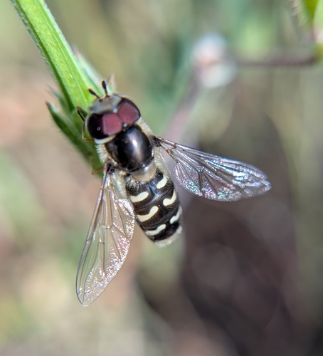 Unknown species found near The Arc, Sutter Creek, CA 95685, USA