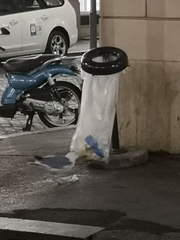 Larus michahellis michahellis