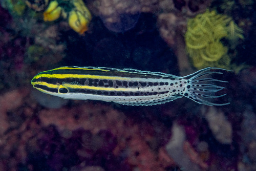 Black-banded blenny (Meiacanthus grammistes) — Blenniidae — 3