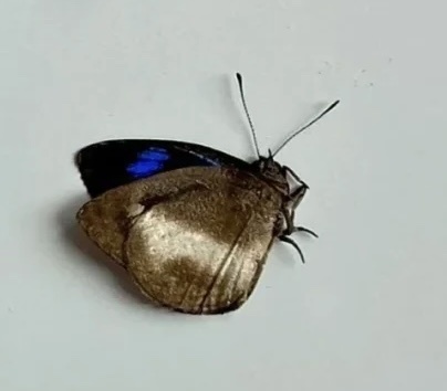 Hypophytala hyettina