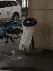 Larus michahellis michahellis