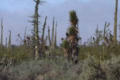 Yucca valida