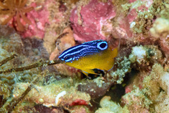 Bintan Damselfish photo 4