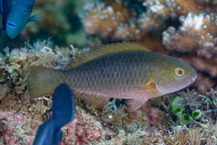 King Parrotfish photo 3