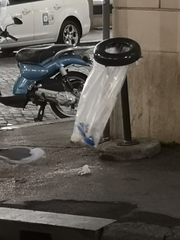 Larus michahellis michahellis