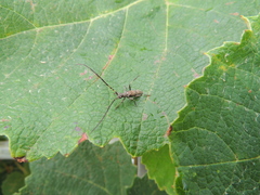 Didymocantha obliqua