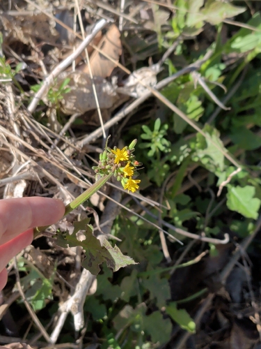 Tall false hawksbeard (Youngia thunbergiana)
