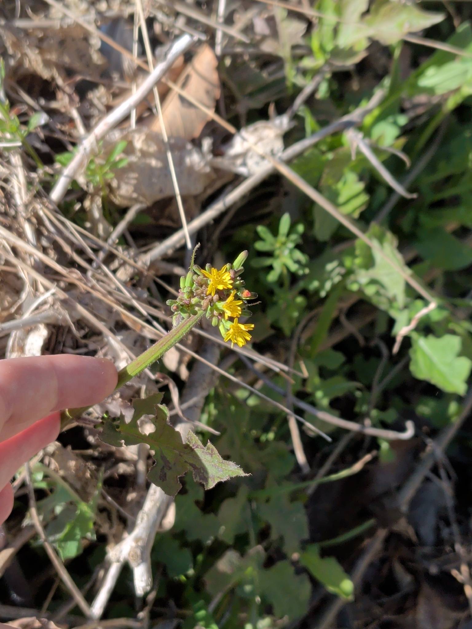 Tall False Hawksbeard (Youngia thunbergiana)
