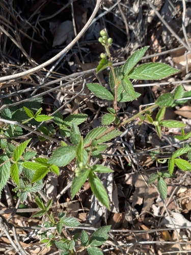 Pennsylvania Blackberry (Rubus pensilvanicus)