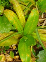 Puccinia pulverulenta