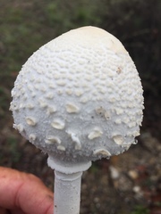 Macrolepiota dolichaula