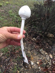 Macrolepiota dolichaula