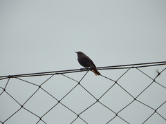 Phoenicurus ochruros