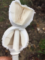 Macrolepiota dolichaula