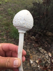 Macrolepiota dolichaula